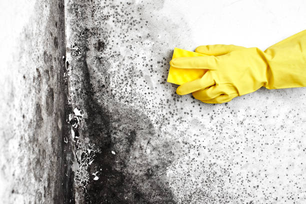 Best Post-Flood Mold Remediation in Naugatuck, CT