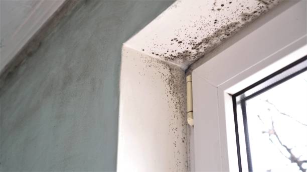Best Industrial Mold Remediation in Naugatuck, CT