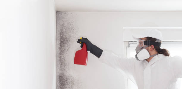 Best Basement Mold Remediation in Naugatuck, CT