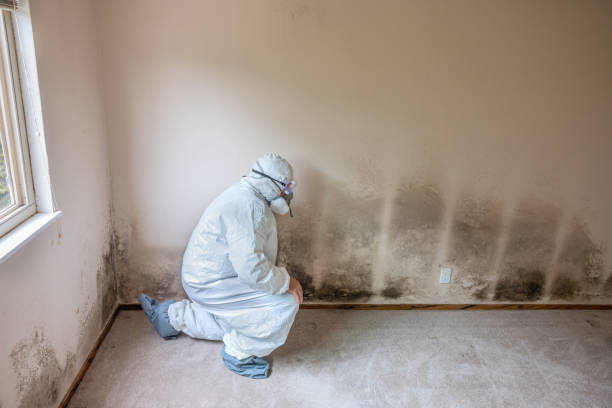 Best Emergency Mold Remediation in Naugatuck, CT