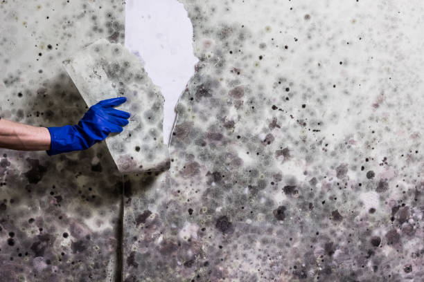 Best Commercial Mold Remediation in Naugatuck, CT